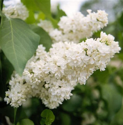 23 Of The Most Fragrant Flowers That Will Add Sweet Scents To Any