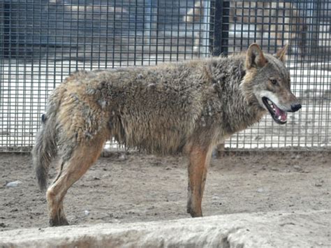 Canis Lupus Chanco Mongolian Grey Wolf In Beijing Zoo