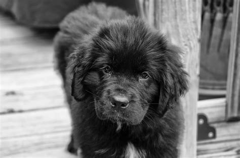 Are Newfoundland Dogs Affectionate
