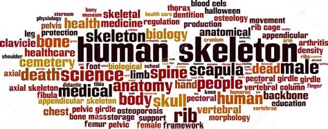 Human Skeleton Word Cloud Stock Vector Image By ©boris15 86077712