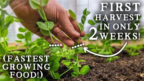 Crops You Can Harvest In Under MONTHS Fastest Growing Vegetables YouTube