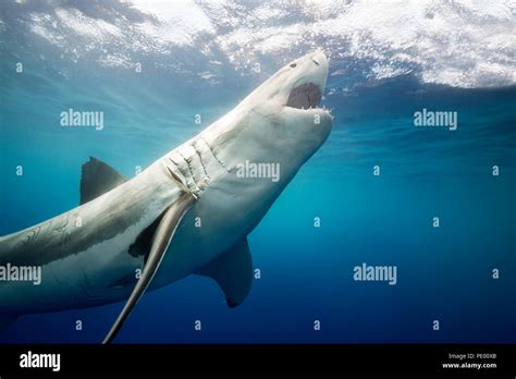 This Great White Shark Carcharodon Carcharias Was Photographed Off Guadalupe Island Mexico