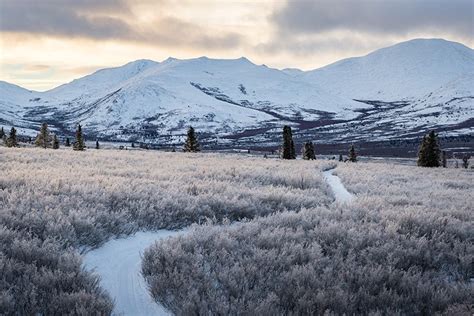 The Yukon Experience The Wilderness And Observe Northern Wildlife