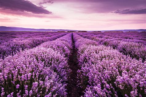 1366x768px 720p Free Download Flowers Lavender Field Flower