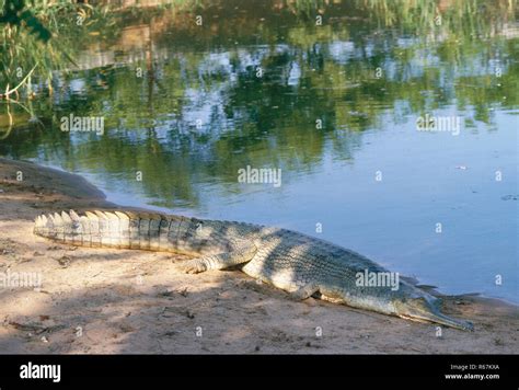 Reptiles Crocodiles Alligators Gharial Gavialis Gangeticus Dighpur
