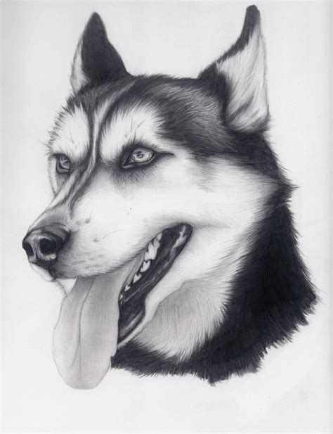 Husky Drawing Beautiful Pencil Sketch