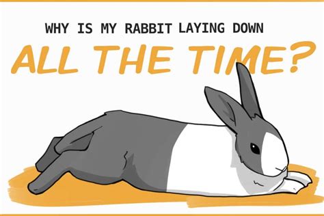 Why Does My Rabbit Lay Down All The Time