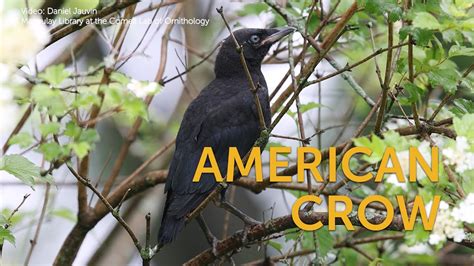 American Crow Youtube