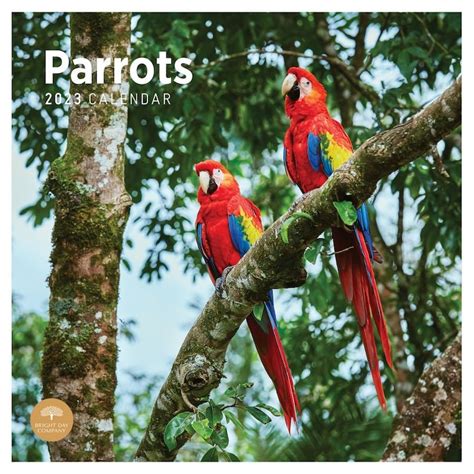 2023 Parrots Wall Calendar By Bright Day 12x12 Inch Etsy