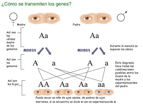¿cómo Se Transmiten Los Genes Meiosis Meiosis Madre Padre Así Son Los