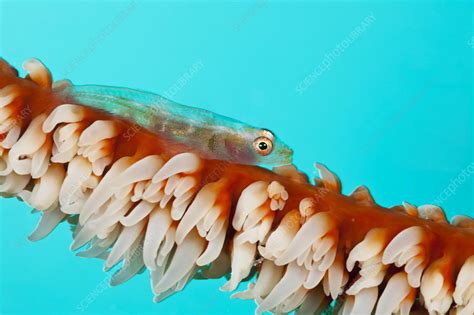 Whip Coral Goby Stock Image C0469420 Science Photo Library