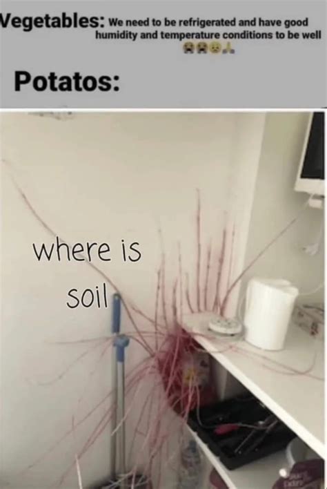 potatoes meme subido por memes good memedroid