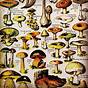 Types Of Psychedelic Mushrooms Chart