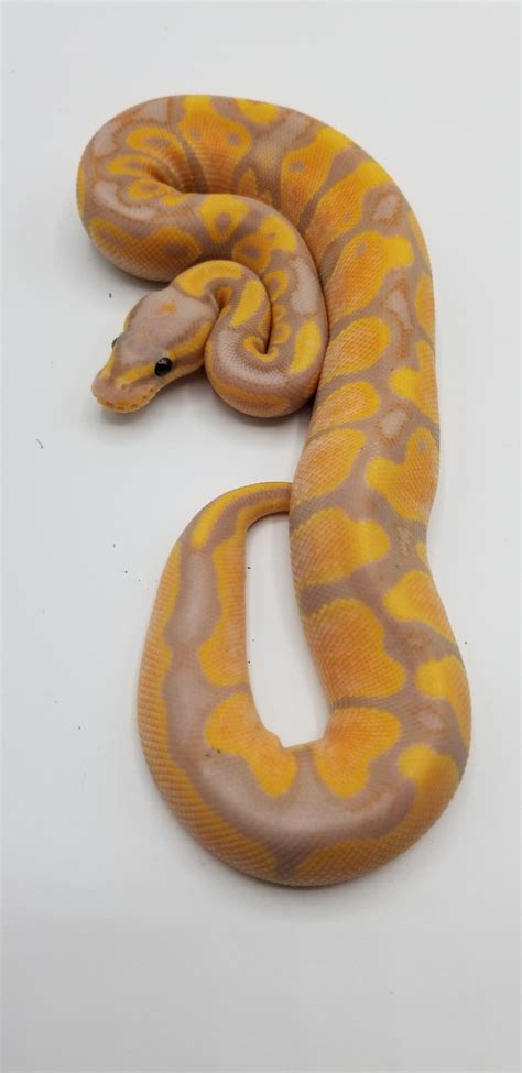 Banana Orange Dream Female Maker Ball Python By Tom Harbin Reptiles Morphmarket