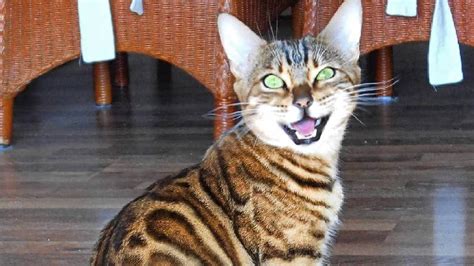 Bengal Cats Scream Chirp And Meow Very Loud Youtube