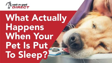 What Actually Happens When Your Pet Is Put To Sleep Youtube