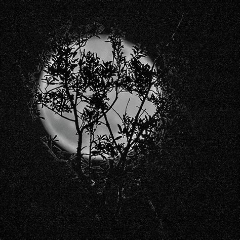 Moonlight Silhouette Photograph By Larry Jones Fine Art America