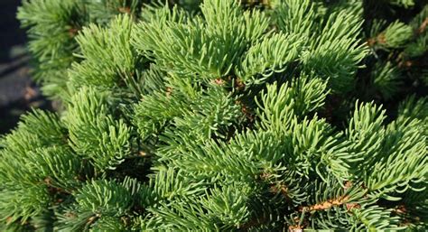 Picea Abies ‘lombartsii Питомник Тайга