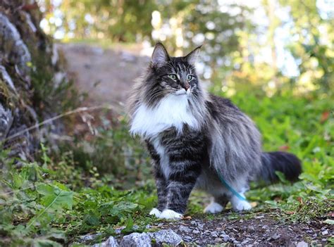 Maine Coon Vs Norwegian Forest Cat — The Little Carnivore