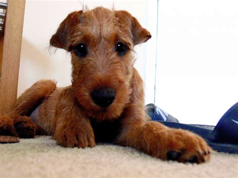 Irish Terrier Information - Dog Breeds at thepetowners