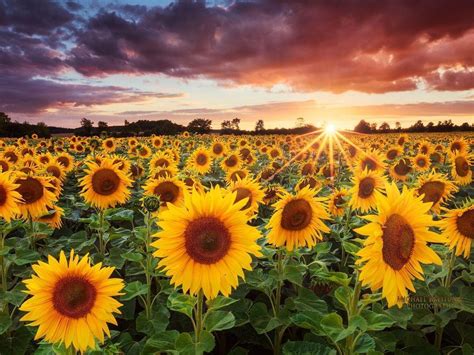 Sunflower Backgrounds Wallpaper Cave