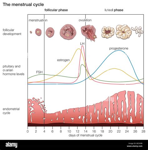 Los Cambios Cíclicos Que Se Producen Durante El Ciclo Menstrual Normal