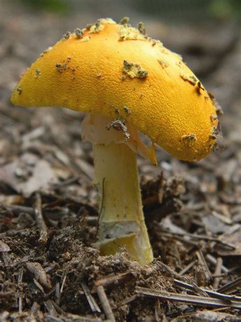 Yellow Capped Mushroom Ashley Wilson Flickr