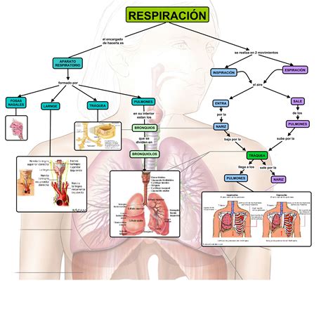 Mapa Conceptual Sistema Respiratorio Images And Photos Finder