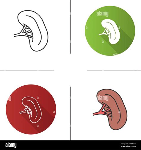 Human Spleen Icon Lymphatic System Organ Flat Design Linear And