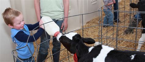 How To Bottle Feed 600 Calves Calf Care On The Dairy Dairy