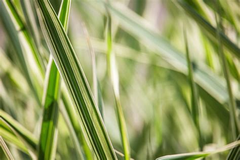 Grass Reed Plant Canary Free Photo On Pixabay Pixabay