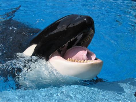 Shamu The Killer Whale Sea World Orlando Florida With Curled Tongue