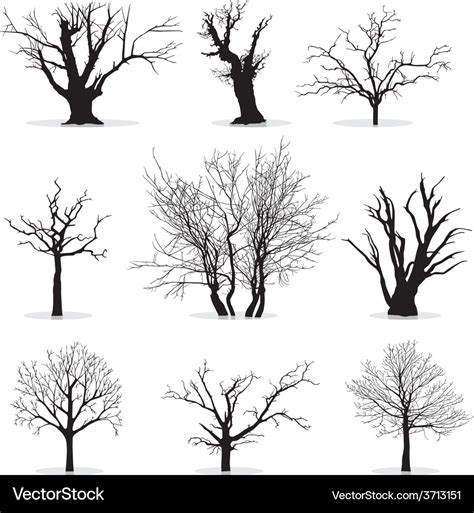 Collection Of Trees Silhouettes Royalty Free Vector Image