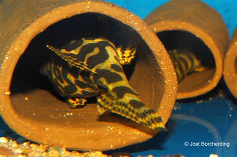 This is a premium asset that requires ownership of the british armed forces dlc. Peckoltia compta (L134) - nature2aqua