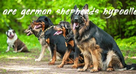 Are German Shepherds Hypoallergenic
