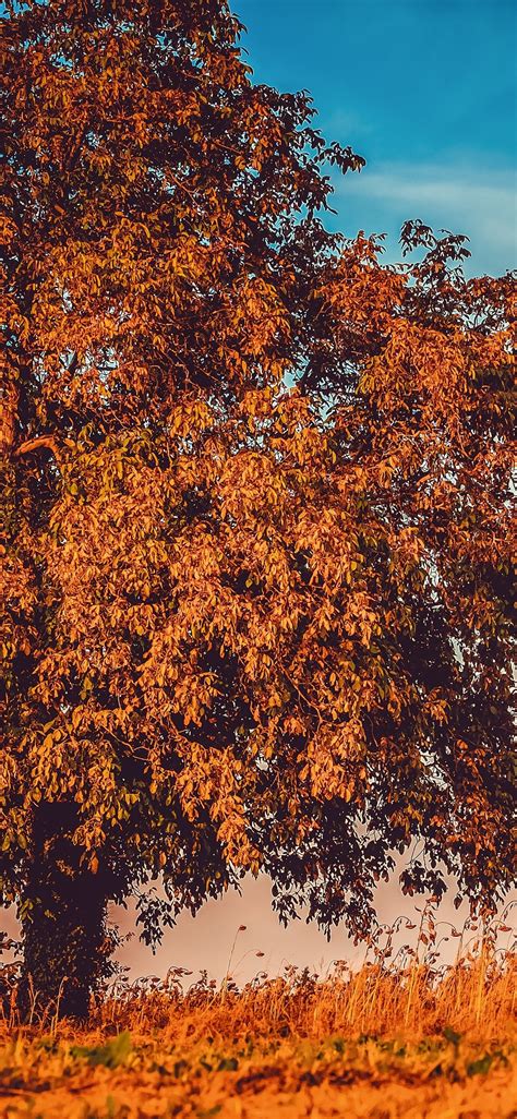 1125x2436 Autumn Tree Branches 4k Iphone Xsiphone 10iphone X Hd 4k
