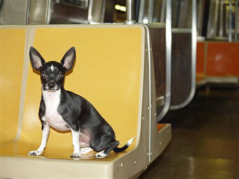 · Urban Studies Stray Dogs In Moscow Ride The Subway