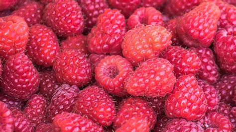 National Raspberries N Cream Day Fun Quotes About The Fruit Ibtimes