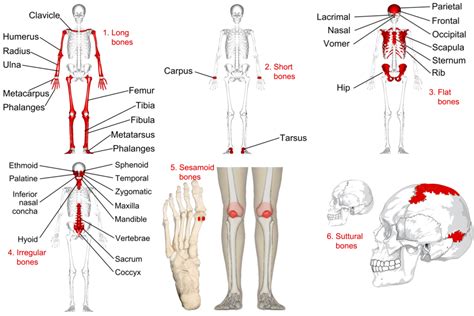 Major Bones In The Human Body Skeletal System Labeled Diagrams Of