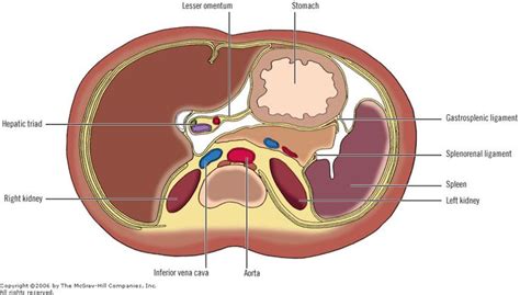 Print Chapter 10 Peritoneum Omenta And Internal Hernias Print