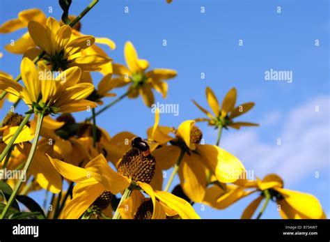 Blue And Yellow Flower Border Hi Res Stock Photography And Images Alamy
