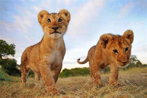 What Is A Baby Lion Called