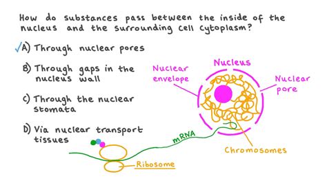 Question Video Describing How Susbtances Pass Between The Nucleus And