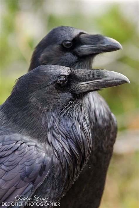 Stunning Photos Capture The Majestic Beauty Of Ravens American Crow