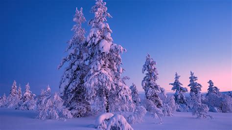Snow Covered Trees With Background Of Blue Sky Hd Winter Wallpapers