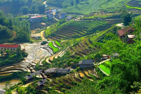 Sapa Rice Terraces Vietnam Stock Photo Image Of Hill 55120370