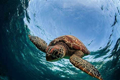 Sea Turtle Diving Underwater Sea Turtle Portraits Sea