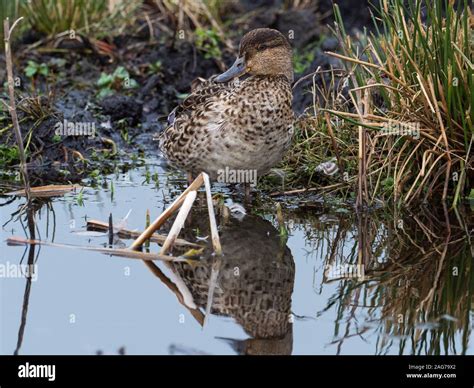 Common Teal Anas Crecca Female At The Edge Of A Pool Greylake Rspb