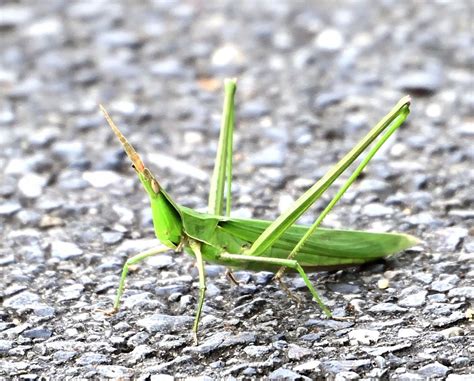 Download バッタ ショウリョウバッタ 飼い方 Images For Free