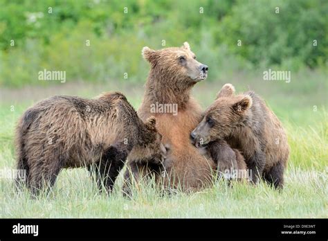 Grizzly Bear Mother Feeding Her Two Cubs Stock Photo Alamy